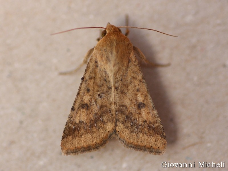 Noctuidae da ID - Helicoverpa armigera